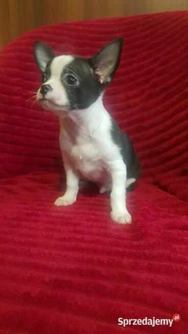 Piesek chihuahua biało czarny