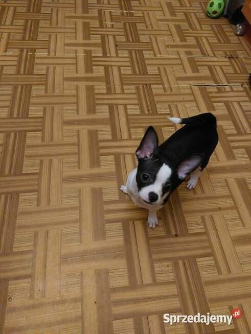 Piesek chihuahua biało czarny