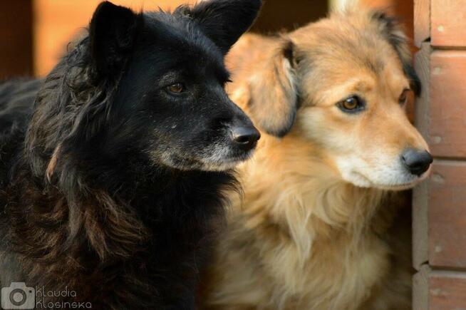 Bleki - suczka o kocim sercu szuka domu