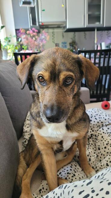 Kochający pies Piernik szuka dobrego domu