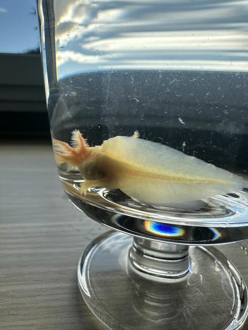 Aksolotl Salamandra Meksykańska