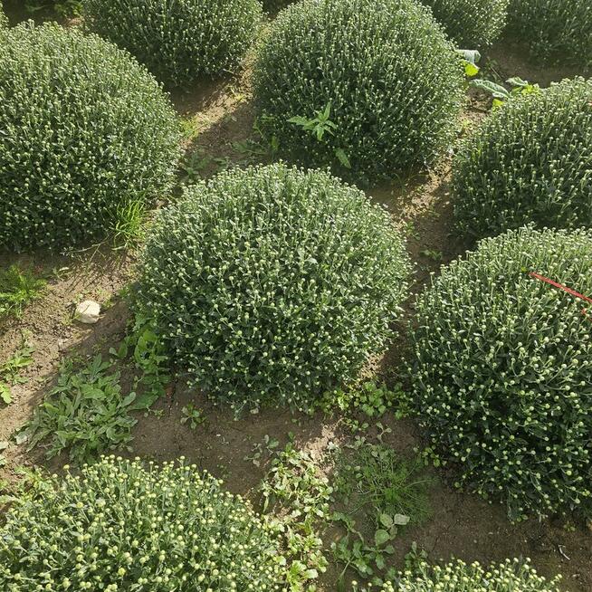 Chryzantemy drobnokwiatowe