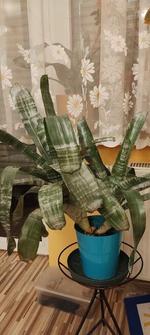 Kwiat doniczkowy ECHMEA wstęgowata (Aechmea fasciata)