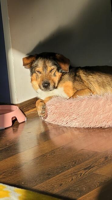 Kochający pies Piernik szuka dobrego domu