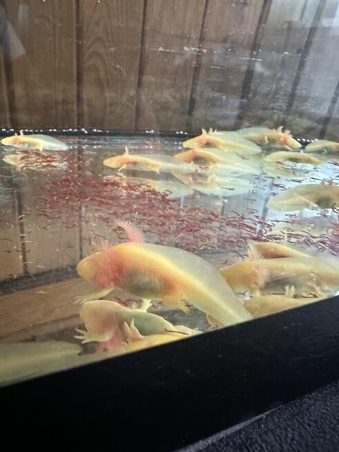 Aksolotl Salamandra Meksykańska