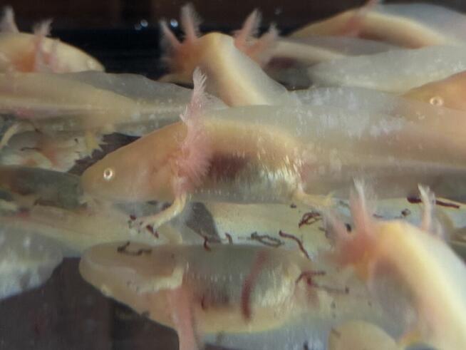 Aksolotl Salamandra Meksykańska