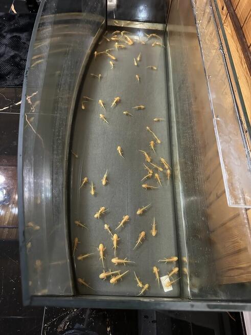 Aksolotl Salamandra Meksykańska