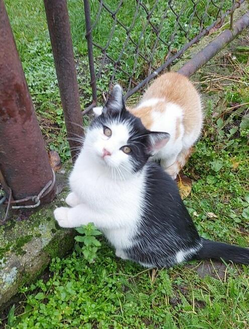 Łowny kocurek szuka domu