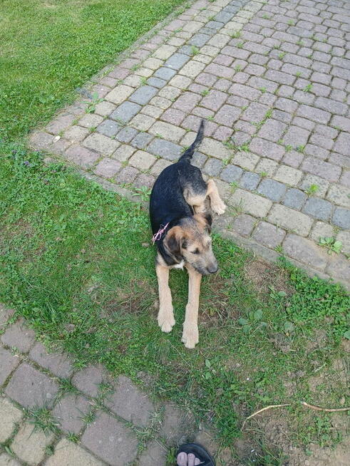 Oddam pieska w dobre ręce