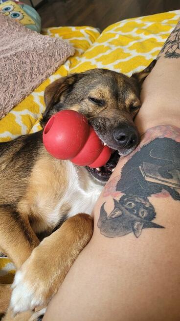 Kochający pies Piernik szuka dobrego domu