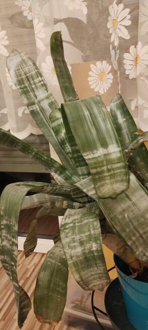 Kwiat doniczkowy ECHMEA wstęgowata (Aechmea fasciata)