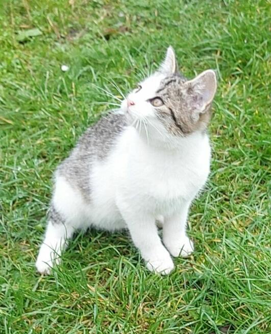 Łowny kocurek szuka domu