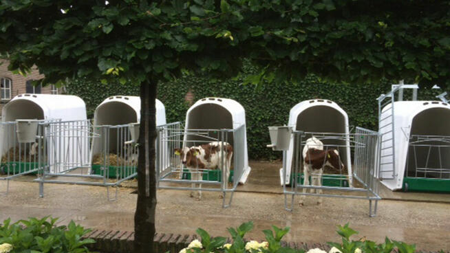 Budka Iglo Comfort z 4-częściowym ogrodzeniem