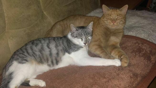 Srebrny kumpel dla Twojego kotka, 1 rok