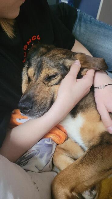 Kochający pies Piernik szuka dobrego domu