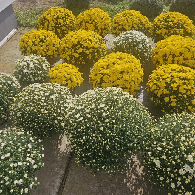 Chryzantemy drobnokwiatowe