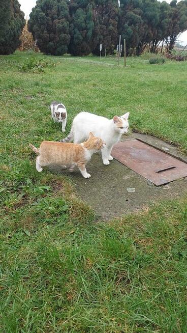 Łowny kocurek szuka domu