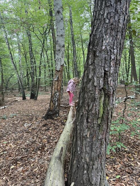 Szukamy osoby do prowadzenia leśnych warsztatów po an