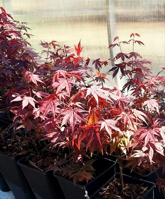 rośliny wypprzedaż