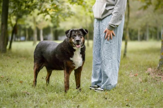 Ajman-cudowny starszy pies do pilnej adopcji