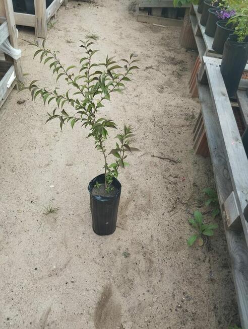 rośliny wypprzedaż