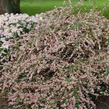 rośliny wypprzedaż