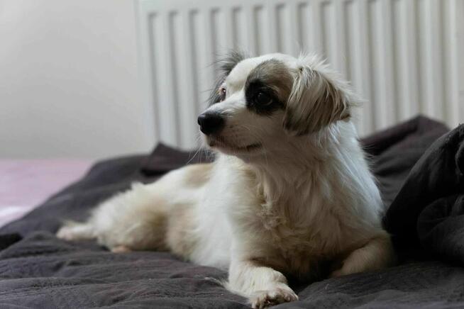 LOLLIPOP piesek z Egiptu szuka domu adopcja adoptuj pieska