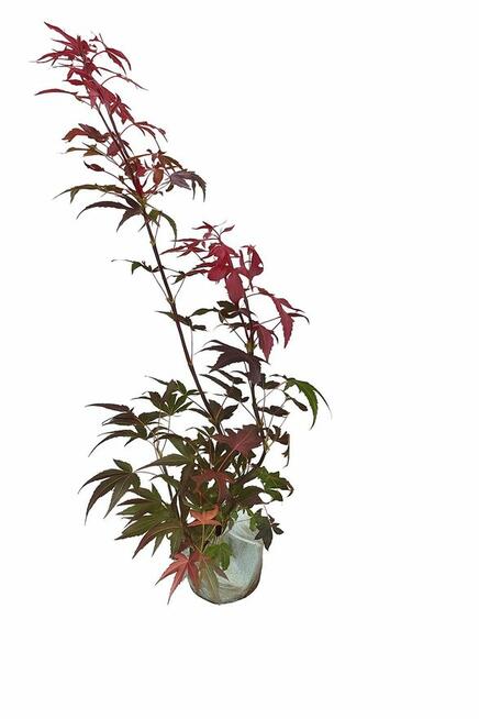 rośliny wypprzedaż