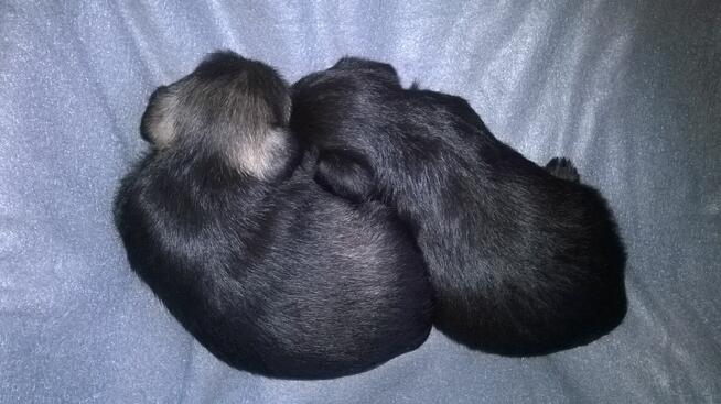 sznaucer miniaturowy - szczenięta