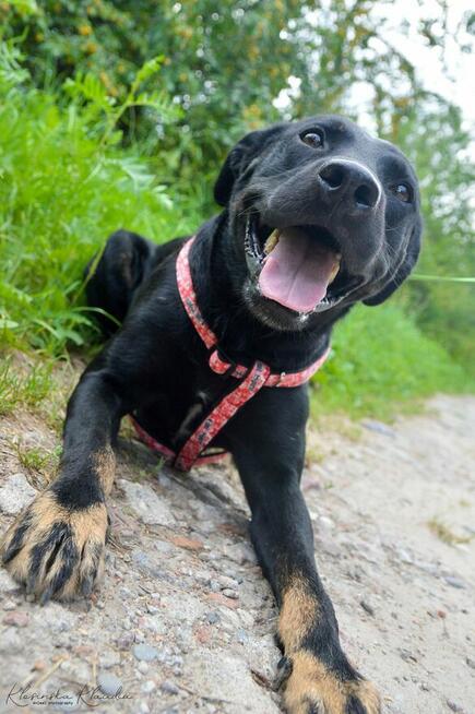 Bambo - wesoły, aktywny, fantastyczny pies!