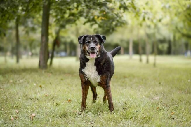 Ajman-cudowny starszy pies do pilnej adopcji