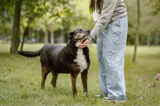 Ajman-cudowny starszy pies do pilnej adopcji