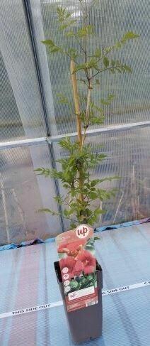 rośliny wypprzedaż