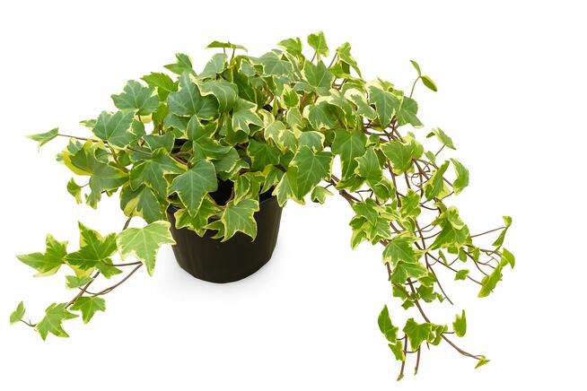 rośliny wypprzedaż