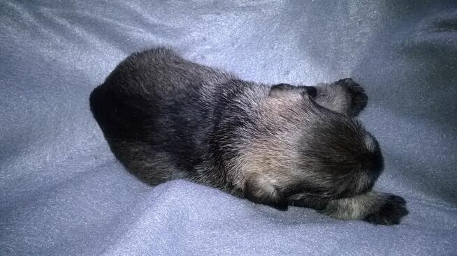 sznaucer miniaturowy - szczenięta