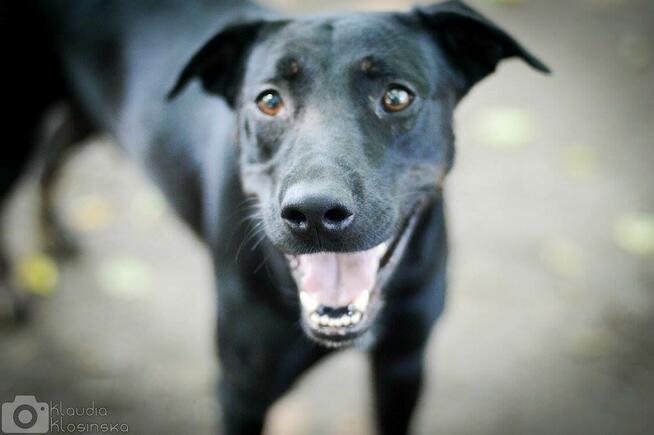 Bambo - wesoły, aktywny, fantastyczny pies!