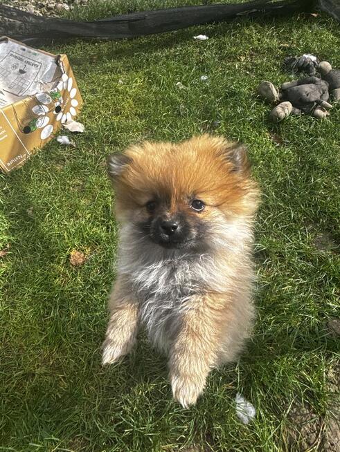 Szpic miniaturowy Pomeranian