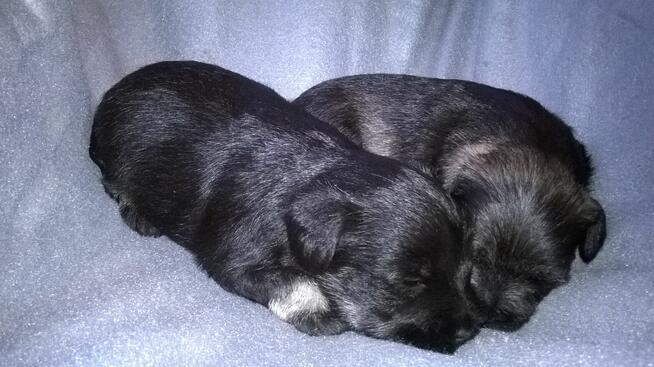 sznaucer miniaturowy - szczenięta