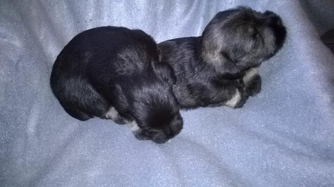 sznaucer miniaturowy - szczenięta