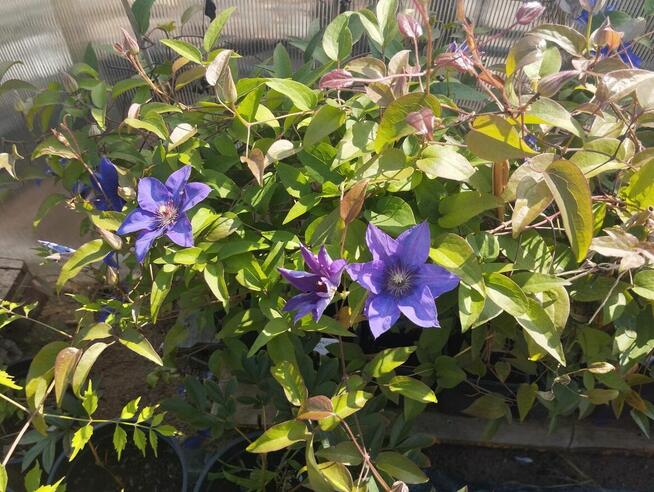 rośliny wypprzedaż