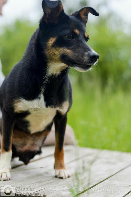 Niewielka Natka, niekonfliktowa sunia PILNIE szuka domu!