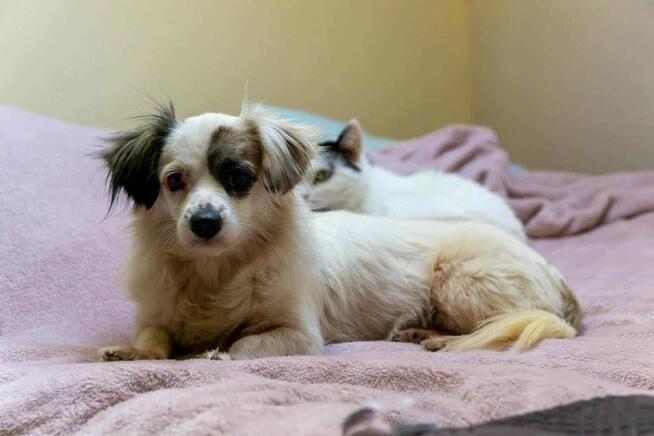 LOLLIPOP piesek z Egiptu szuka domu adopcja adoptuj pieska