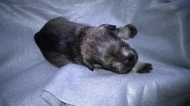 sznaucer miniaturowy - szczenięta