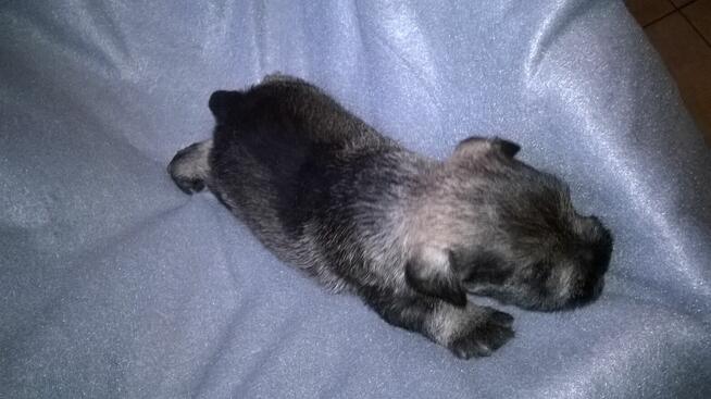 sznaucer miniaturowy - szczenięta