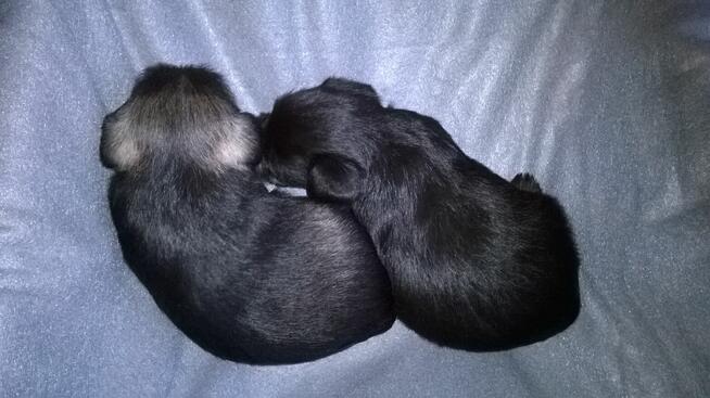 sznaucer miniaturowy - szczenięta