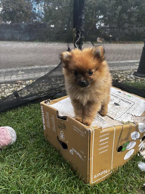 Szpic miniaturowy Pomeranian
