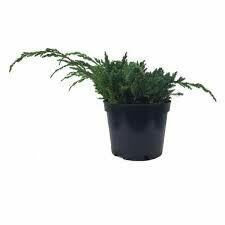 rośliny wypprzedaż