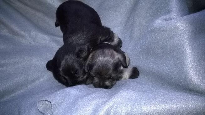 sznaucer miniaturowy - szczenięta