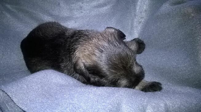 sznaucer miniaturowy - szczenięta