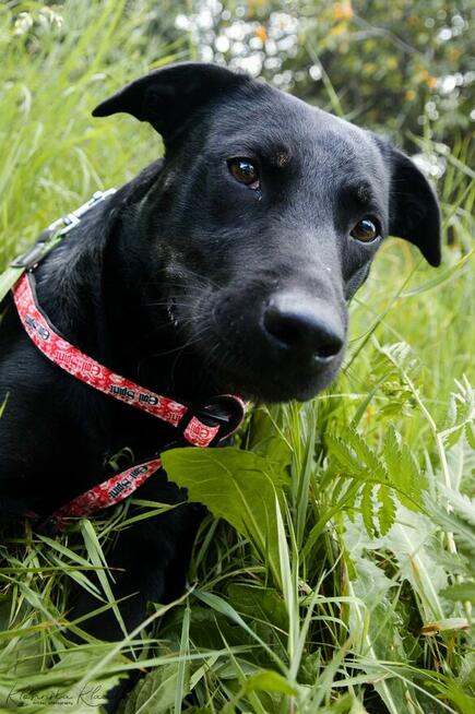 Bambo - wesoły, aktywny, fantastyczny pies!